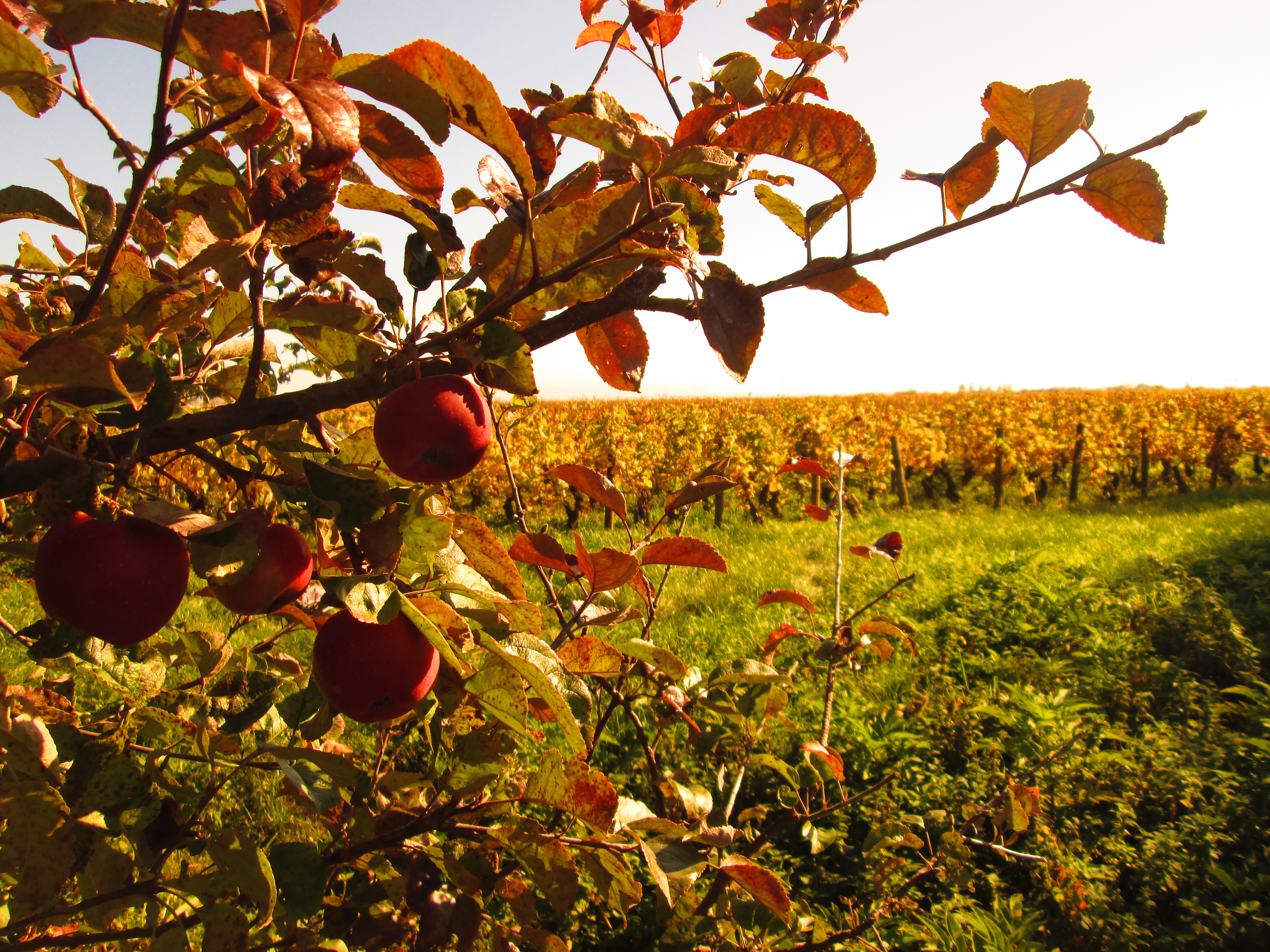 Côte de Beaune Côte de Beaune