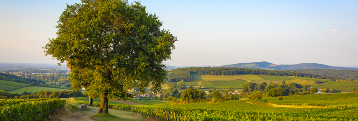 Mâcon followed by the name of the Village Mâcon followed by the name of the Village