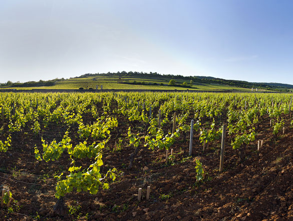 Bâtard-Montrachet Bâtard-Montrachet