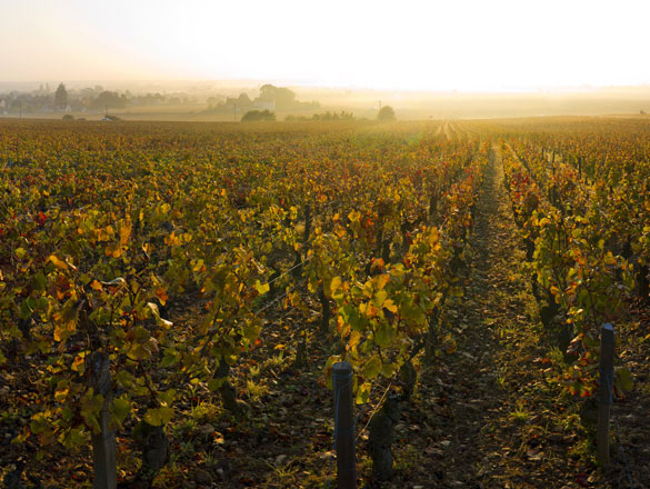 Bonnes-Mares Bonnes-Mares