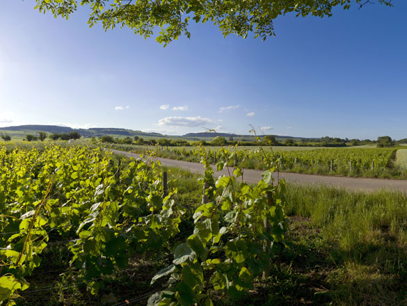 Bourgogne Côte d’Or Bourgogne Côte d’Or