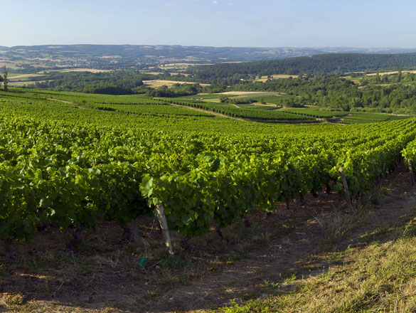 Bourgogne Côtes du Couchois Bourgogne Côtes du Couchois