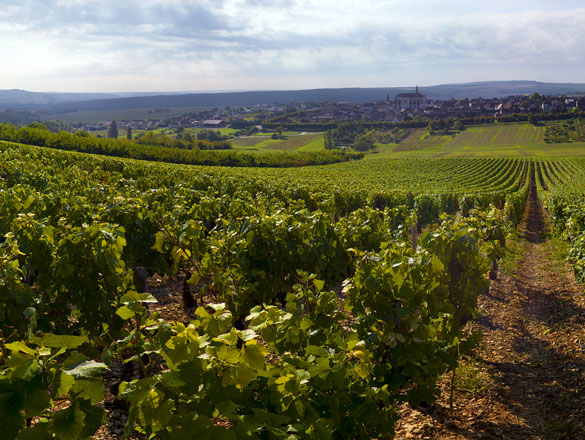 Bourgogne Coulanges-La-Vineuse Bourgogne Coulanges-La-Vineuse