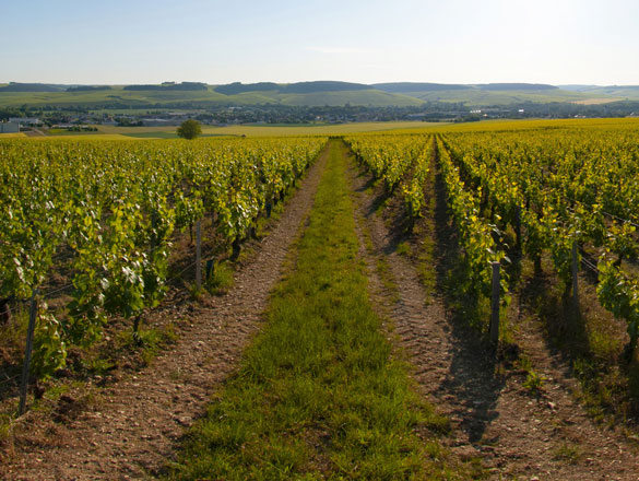 Chablis and Chablis Premier Cru Chablis and Chablis Premier Cru