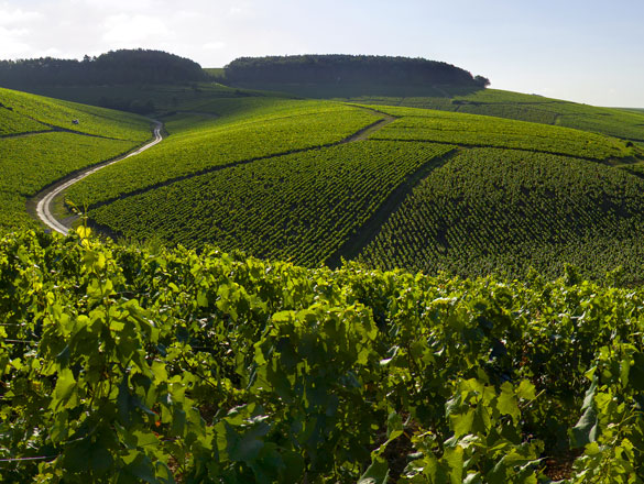 Chablis Grand Cru Chablis Grand Cru
