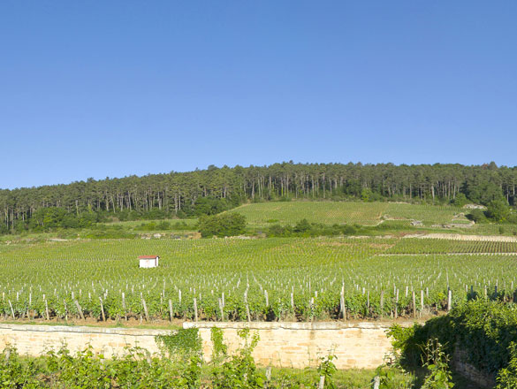 Chambertin-Clos de Bèze Chambertin-Clos de Bèze