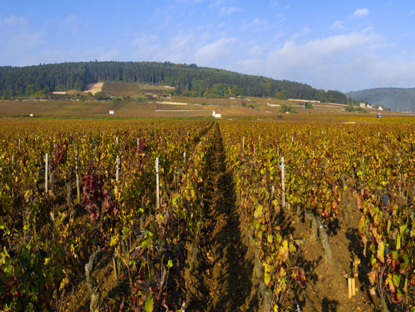 Chapelle-Chambertin Chapelle-Chambertin