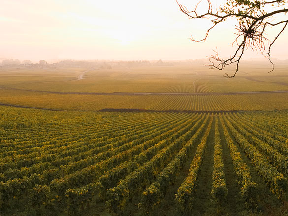 Chevalier-Montrachet Chevalier-Montrachet