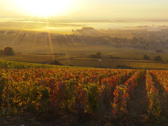 Corton Corton