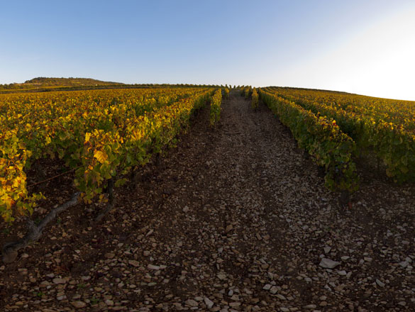 Criots-Bâtard-Montrachet Criots-Bâtard-Montrachet