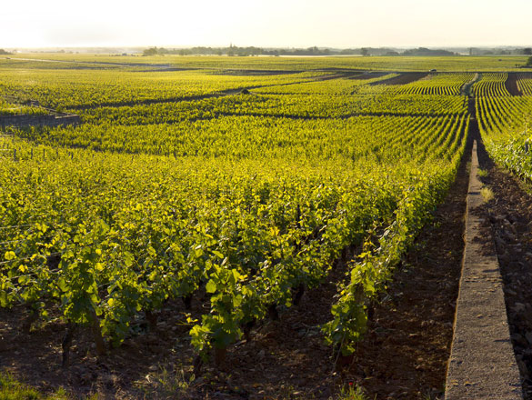 Griotte-Chambertin Griotte-Chambertin
