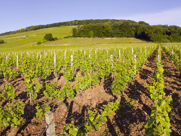 Latricières-Chambertin Latricières-Chambertin