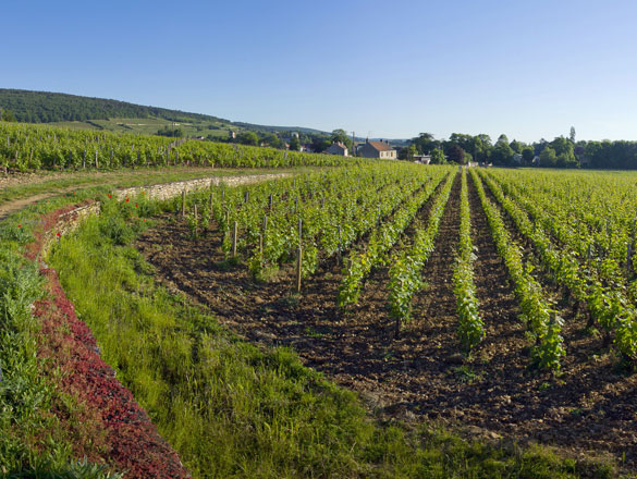 Mazis-Chambertin Mazis-Chambertin