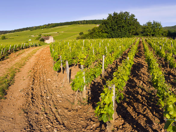 Mazoyères-Chambertin Mazoyères-Chambertin