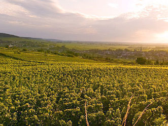 Meursault Meursault