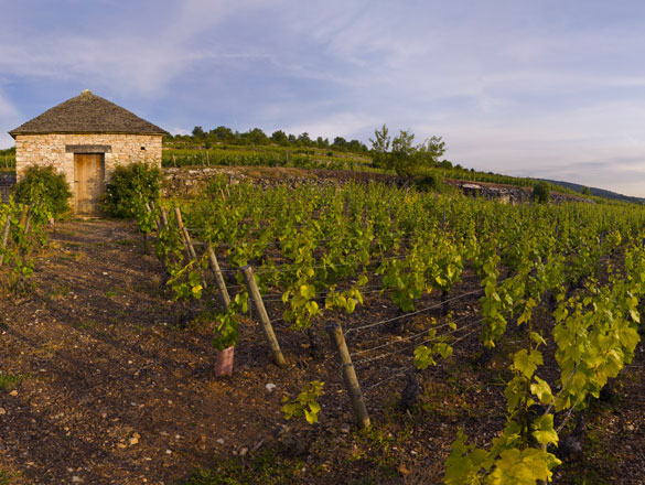 Montrachet Montrachet