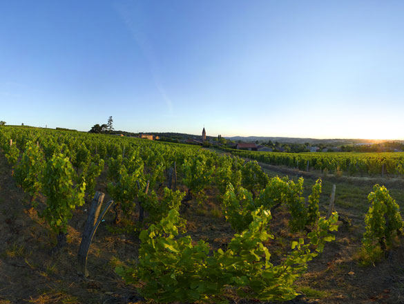 Pouilly-Loché Pouilly-Loché