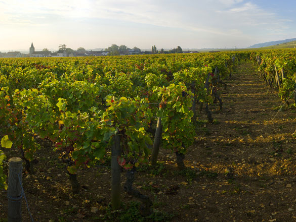 Romanée-Saint-Vivant Romanée-Saint-Vivant