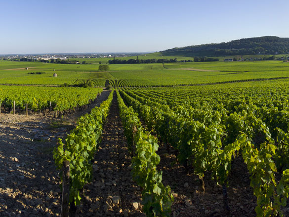 Savigny-Lès-Beaune Savigny-Lès-Beaune