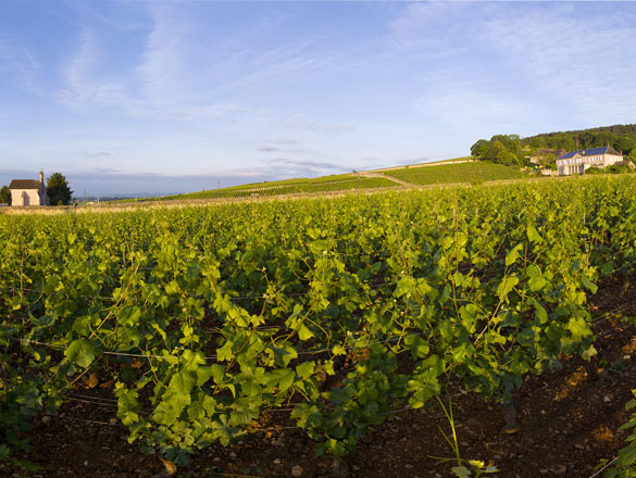 Volnay Volnay