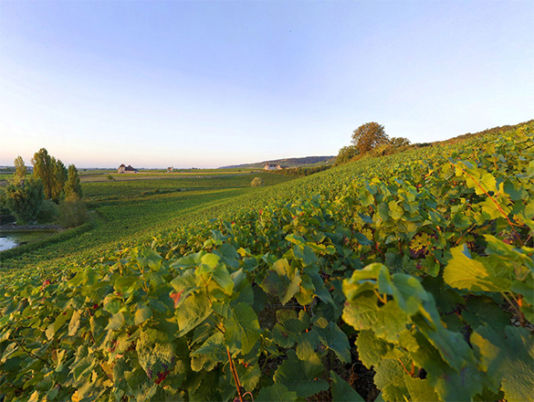 Chambolle-Musigny Chambolle-Musigny