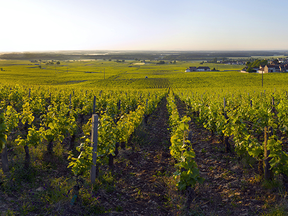 Clos de La Roche Clos de La Roche