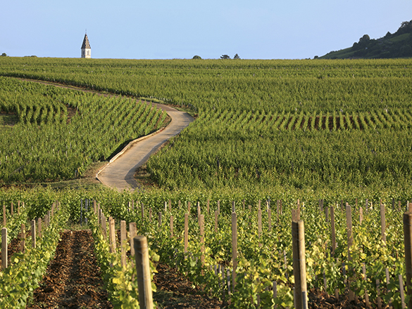 Côteaux Bourguignons / Bourgogne Grand Ordinaire / Bourgogne Ordinaire Côteaux Bourguignons / Bourgogne Grand Ordinaire / Bourgogne Ordinaire