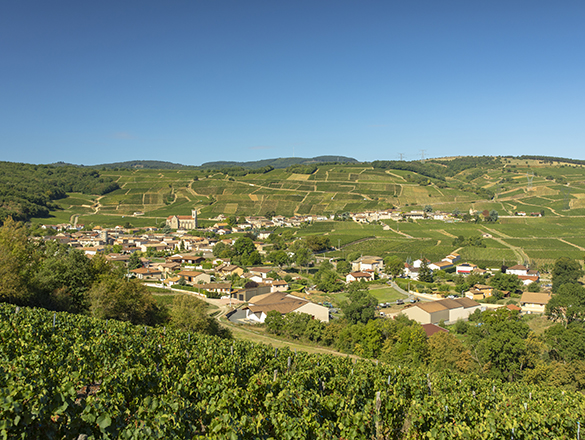 Mâcon-Fuissé Mâcon-Fuissé