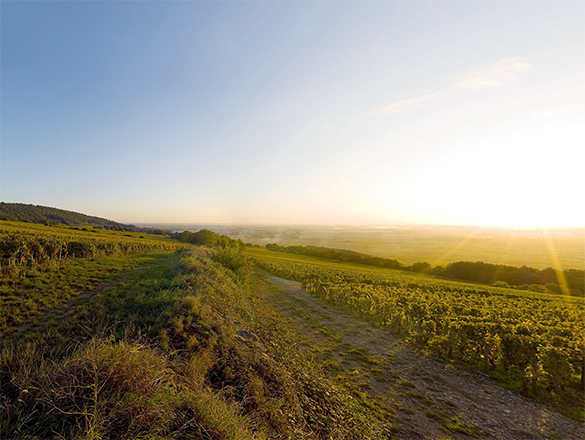Puligny-Montrachet Puligny-Montrachet