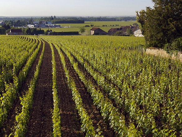 Aloxe-Corton Aloxe-Corton