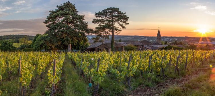 4 more Climats in Bourgogne are now classified in Premier Crus!