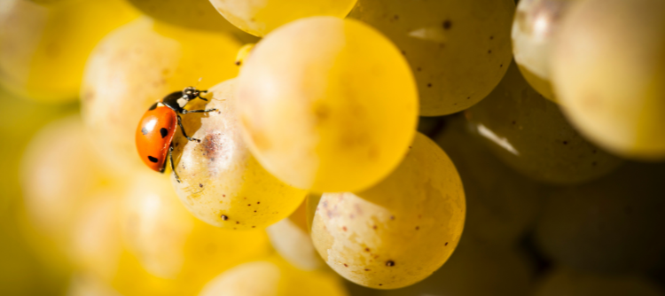 Bourgogne Biodiversity
